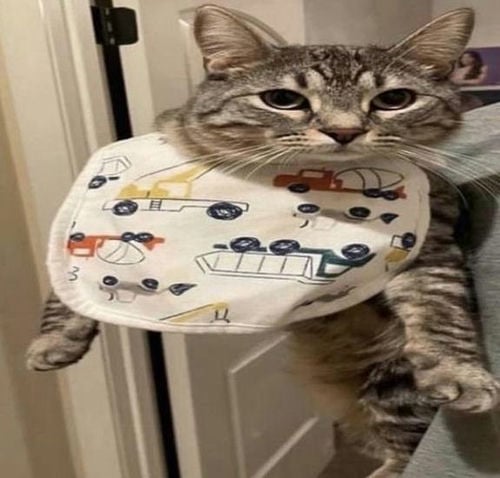 cat with a bib