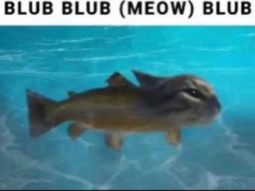 fish cat