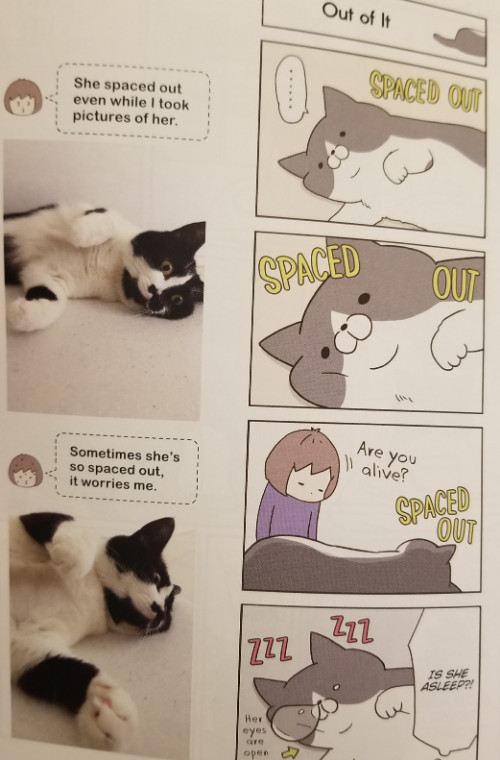 comic strips alongside a real life picture of the mangaka's cats